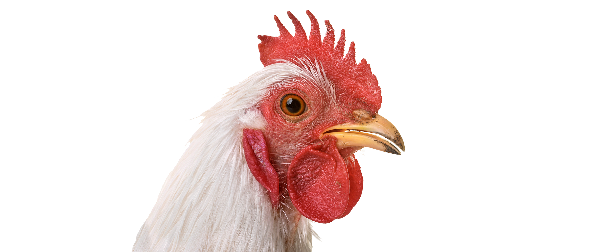 bottom_chicken