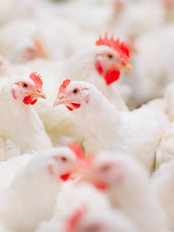 home_chicken_600x800